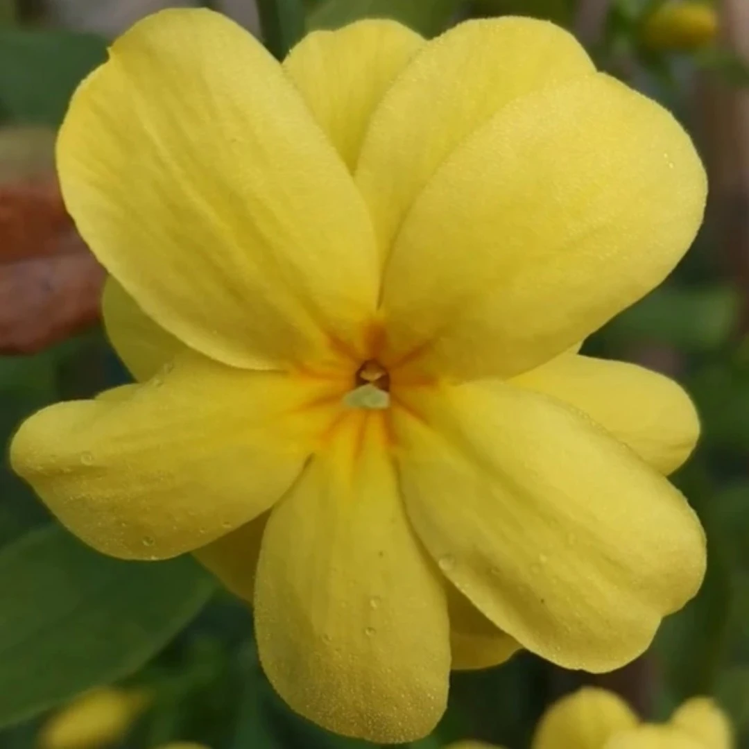 迎春花树苗盆景老桩造型苗庭院攀援爬藤植物