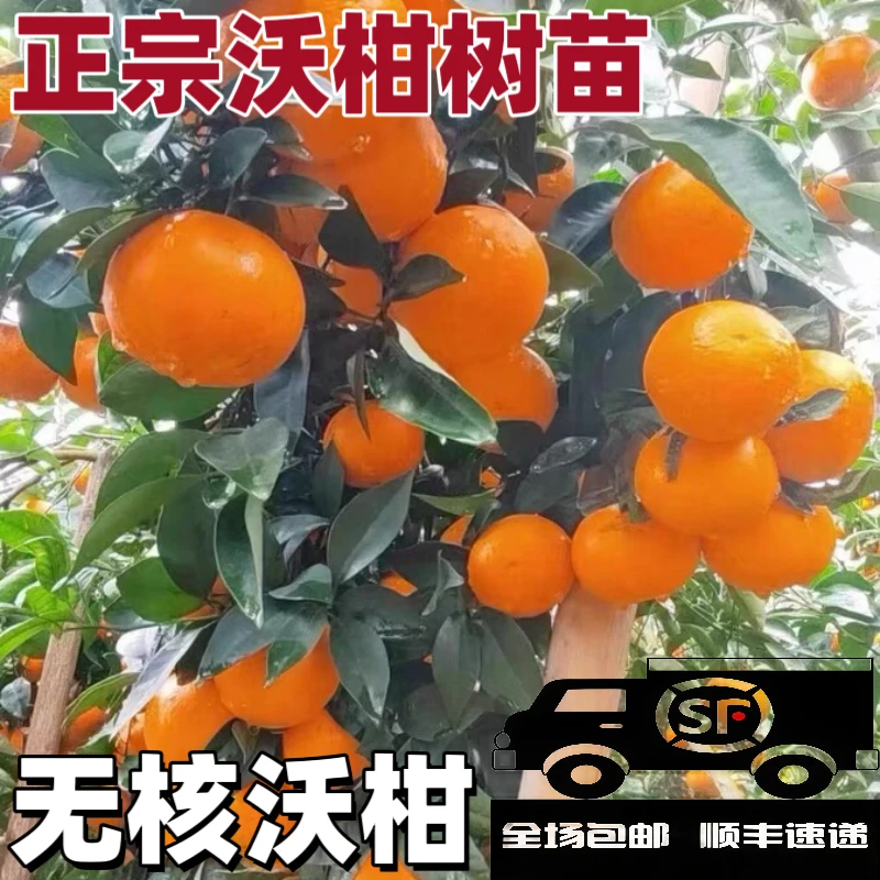 广西沃柑树苗武鸣嫁接无核籽091南北可种植香橙正宗桔橘子果树苗