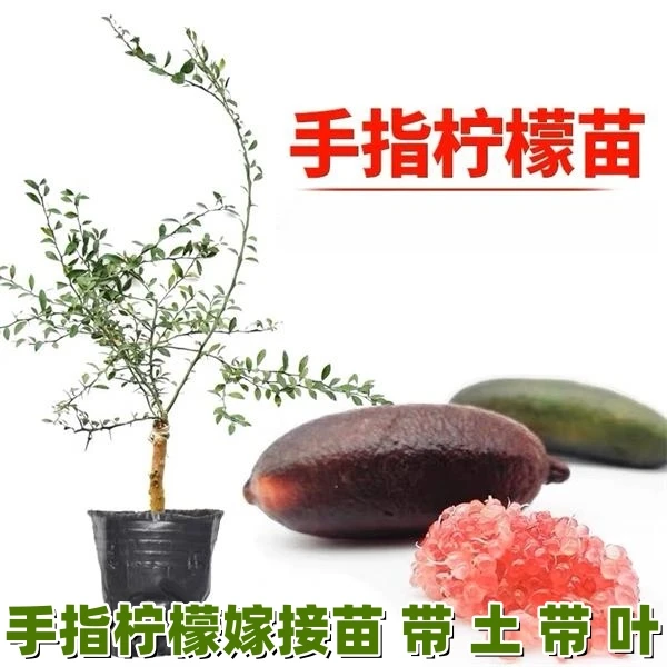 澳洲手指柠檬嫁接果树苗新品种柠檬苗指橙苗鱼子酱柠檬苗盆栽地栽