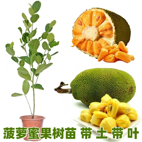 泰国12号红肉菠萝蜜印泥红嫁接果树苗珍珠无胶菠萝蜜南北方可种植
