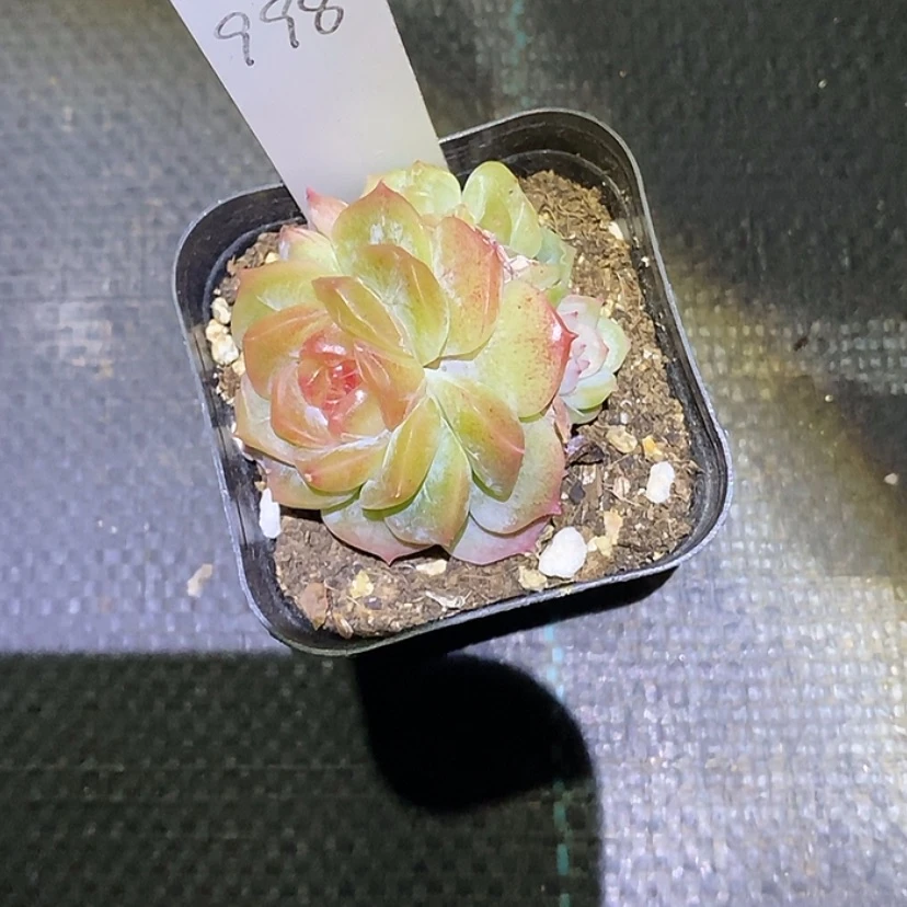 【闪购商品】梦幻泡影998