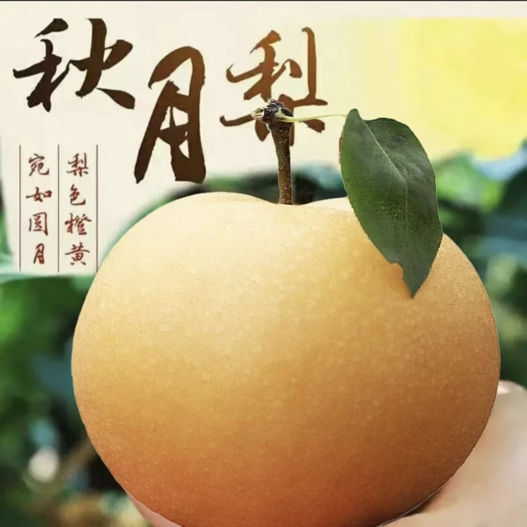 【精品秋月】正宗山东秋月梨新鲜水果脆甜多汁冰糖梨现摘现发皮薄