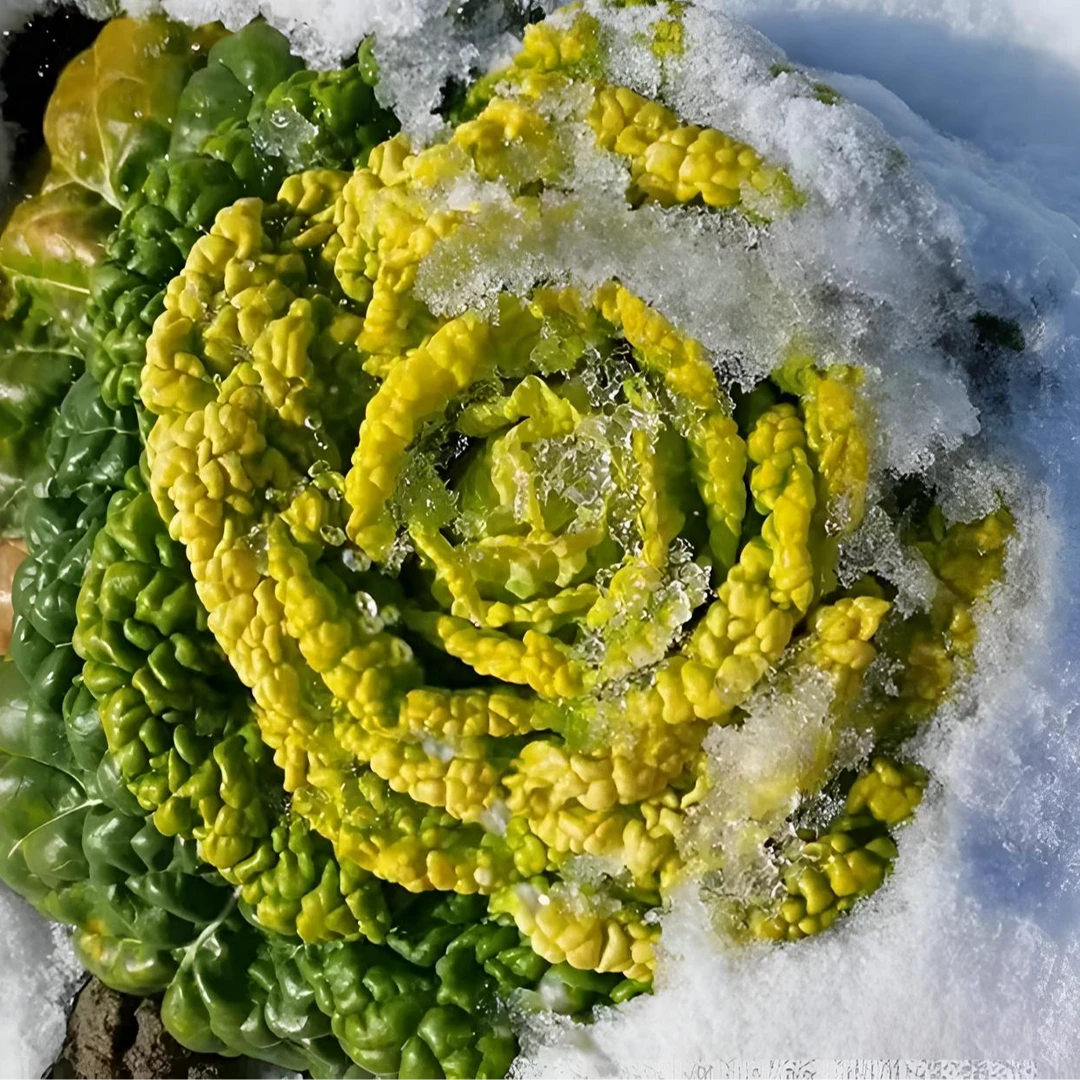 【黄心乌塌菜种子】菜地乌塌黄易栽培耐寒叶大肥厚纤维少乌塌菜种子