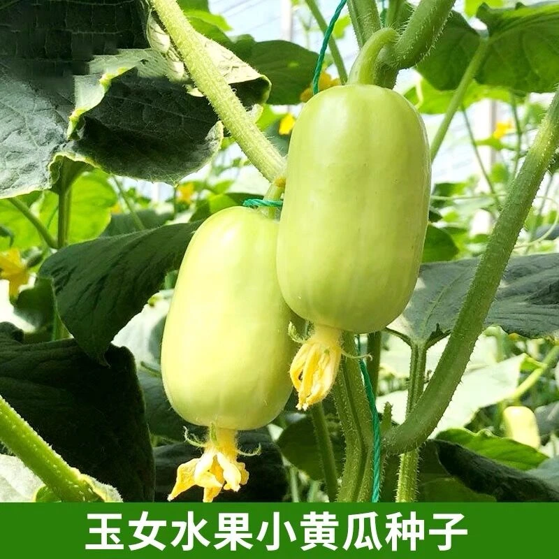 玉女水果瓜种子脆甜拇指小瓜种籽四季秋阳台盆栽易种蔬菜种孑