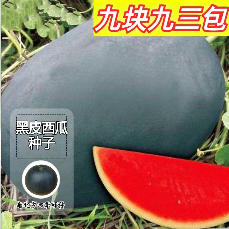 9.9元3包【黑皮无籽西瓜】种子籽盆栽春季可种夏季不打岔易管理【WB】
