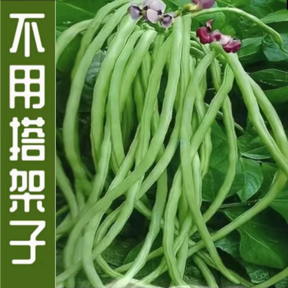 地豆无架豆四季豆种子芸豆豇豆种籽蔬菜孑不搭架无筋春季阳台菜豆