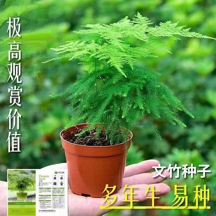 文竹种子四季易活室内放辐射阳台盆栽绿植四季常青花卉观叶种子