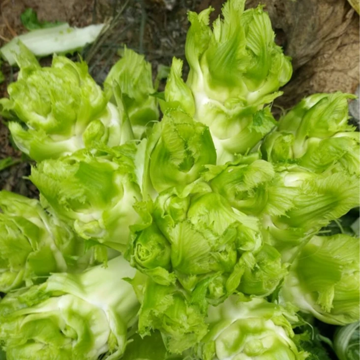 儿菜种子秋季种子特产四季菜种籽娃娃菜抱子芥菜籽蔬菜种孑