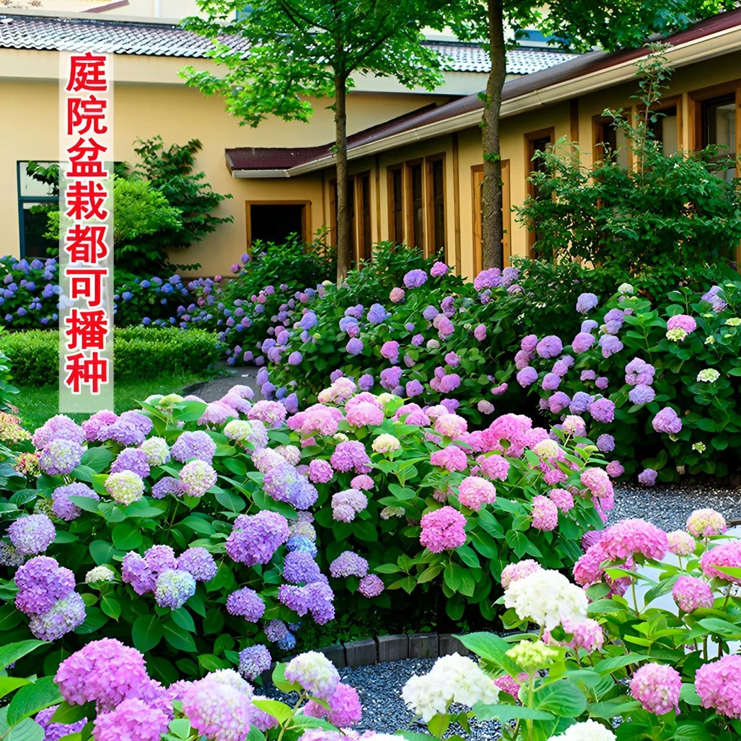 混色梦幻绣球花种子庭院阳台盆栽地栽易活四季开花室外种子