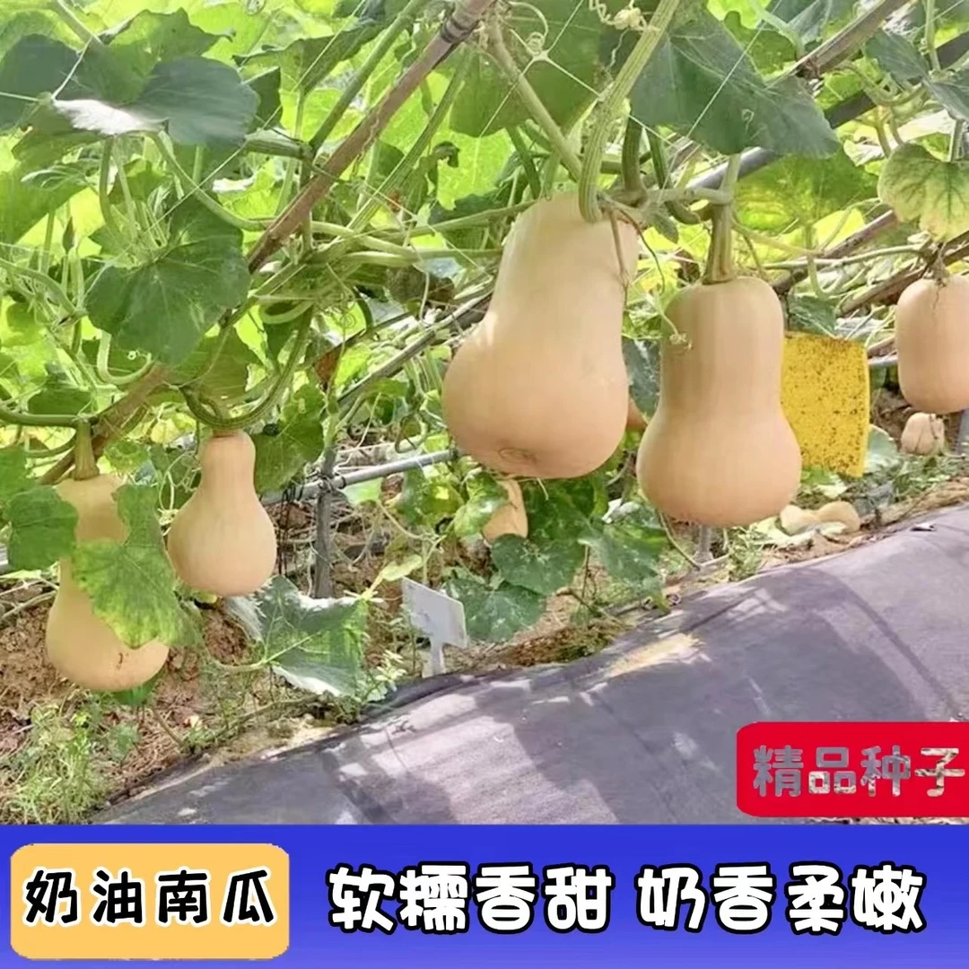 奶油南瓜种子香甜软糯四季种植蔬菜种子
