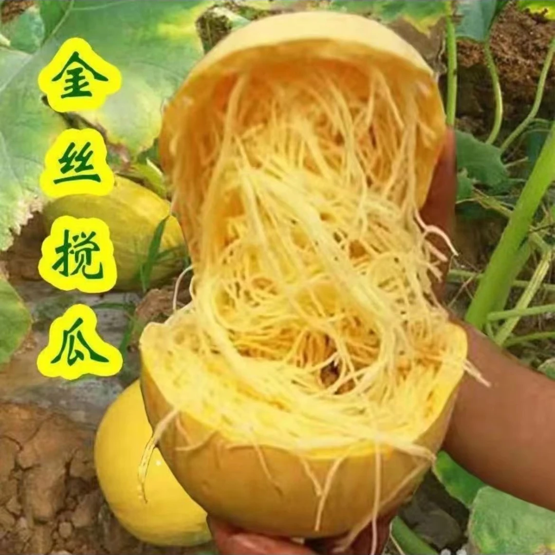 金丝绞瓜种子天然粉丝南瓜种子阳台盆栽小院泡沫箱四季种植蔬菜