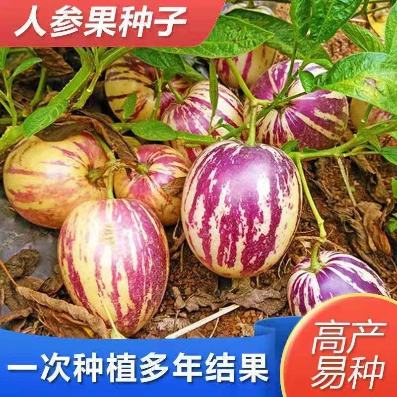 【9.9元3包人参果种子】四季播种阳台盆栽小院种植简单开花高产水果