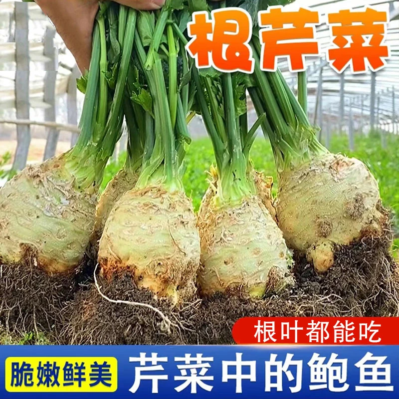 【根芹种子】根芹种子阳台盆栽块芹洋芹球塘蒿蔬菜莱种籽高产四季
