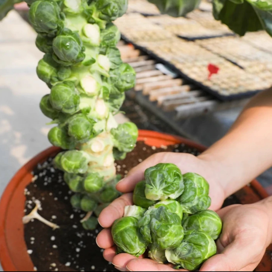 孢子甘蓝盆栽地栽蔬菜春秋播蔬菜菜种子阳台种植