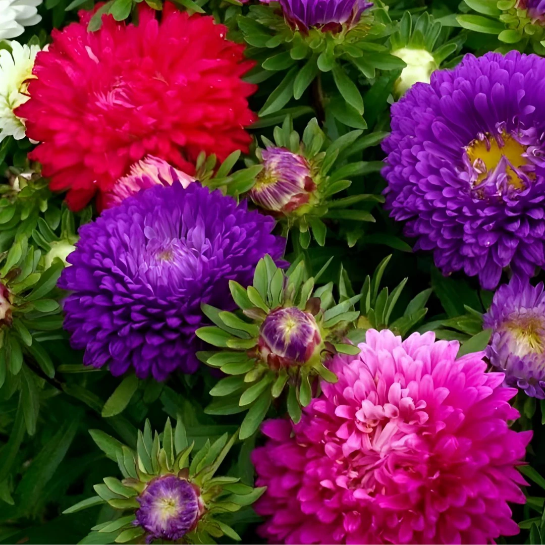 【混色彩虹糖果菊花卉种子】耐热阳台庭院种植简单