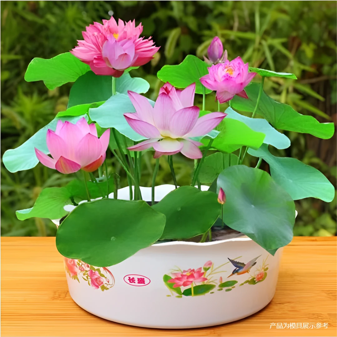 【水培碗莲】无土水培植物碗莲种子栽培盆栽水养生水莲花四季开花