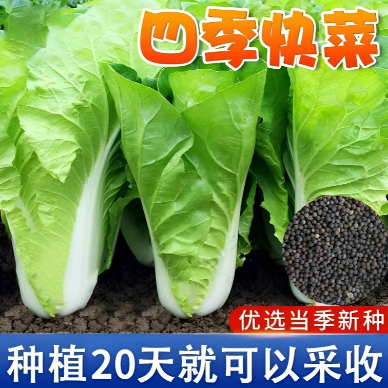 四季奶油快菜种子小白菜菜籽速生快菜种子阳台盆栽泡沫箱四季种植