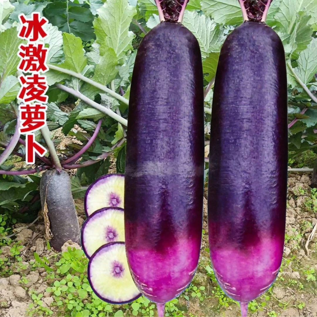 冰淇淋水果萝卜种子种籽紫皮冰淇淋水果萝卜籽种菜种红秋季蔬菜子