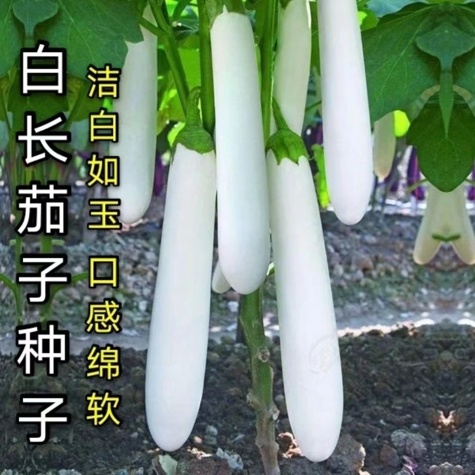 奶油白雪长茄子种籽 阳台四季盆栽小院菜园地播种植农家蔬菜种子