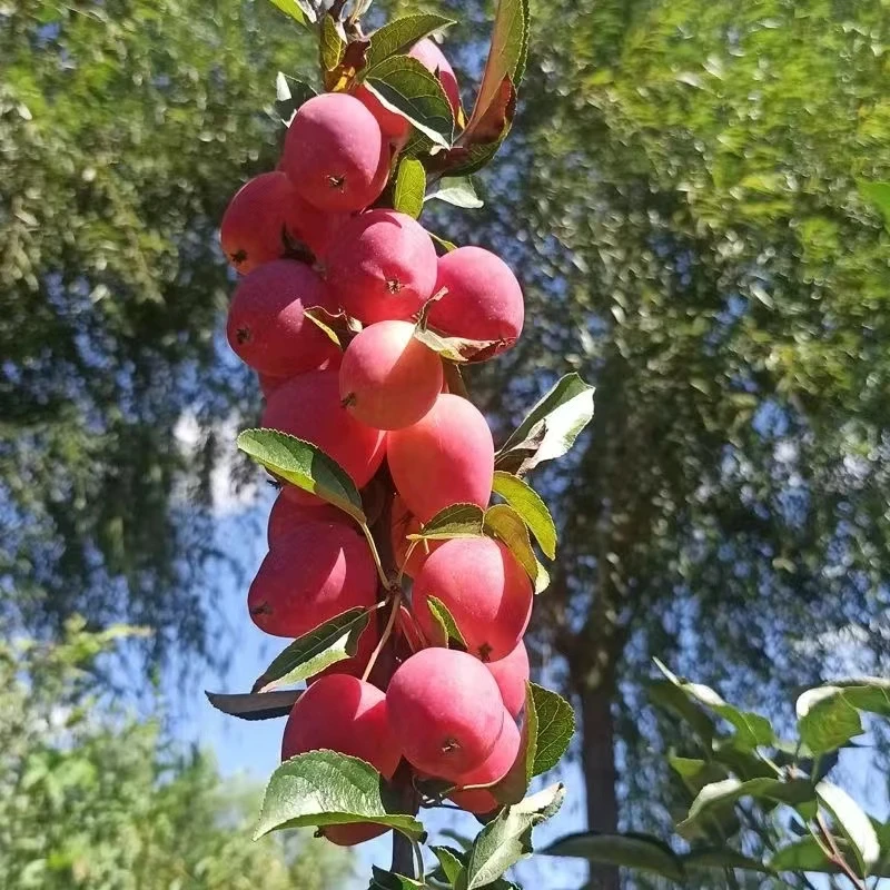 海棠果种子四季播种阳台盆栽小院种植简单高产水果