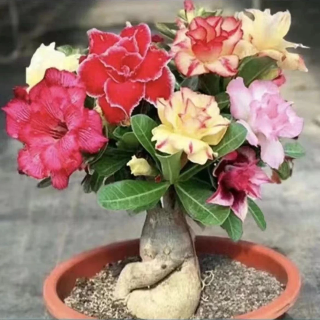 重瓣沙漠玫瑰苗一年花苗观花植物四季开花室内绿植花卉盆栽