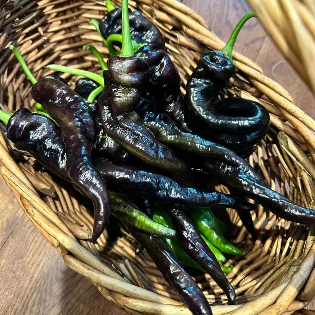 黑辣椒种子 中早熟外皮接近黑紫色光亮美观高产辣味浓辣椒籽