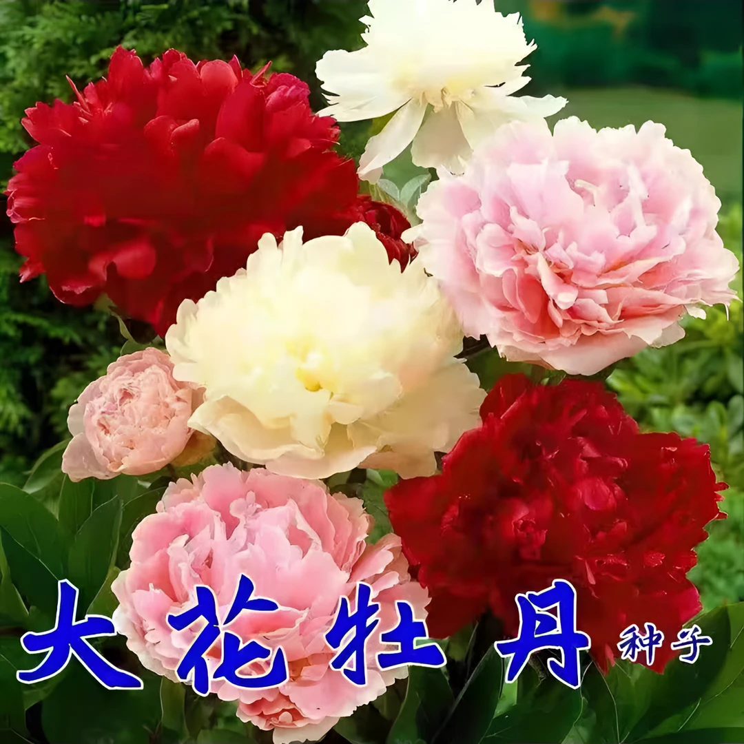 【牡丹花种子】混色重瓣大花四季种植多年生阳台庭院好养花卉