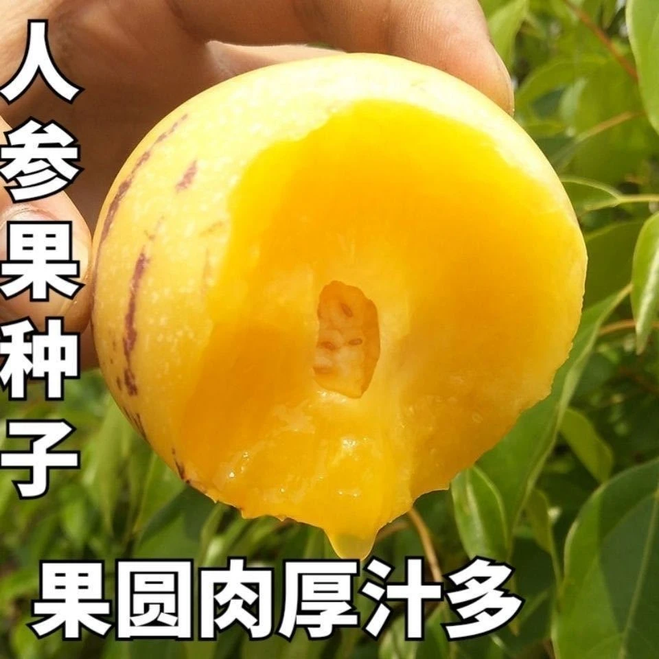 【人参果种子】四季种人生果多年生高产庭院阳台盆栽水果籽