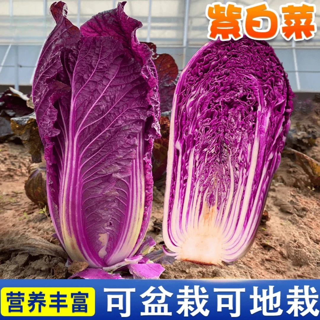 紫白菜种孑红色大白菜种子秋天冬季易种好吃紫美人紫白菜蔬菜籽