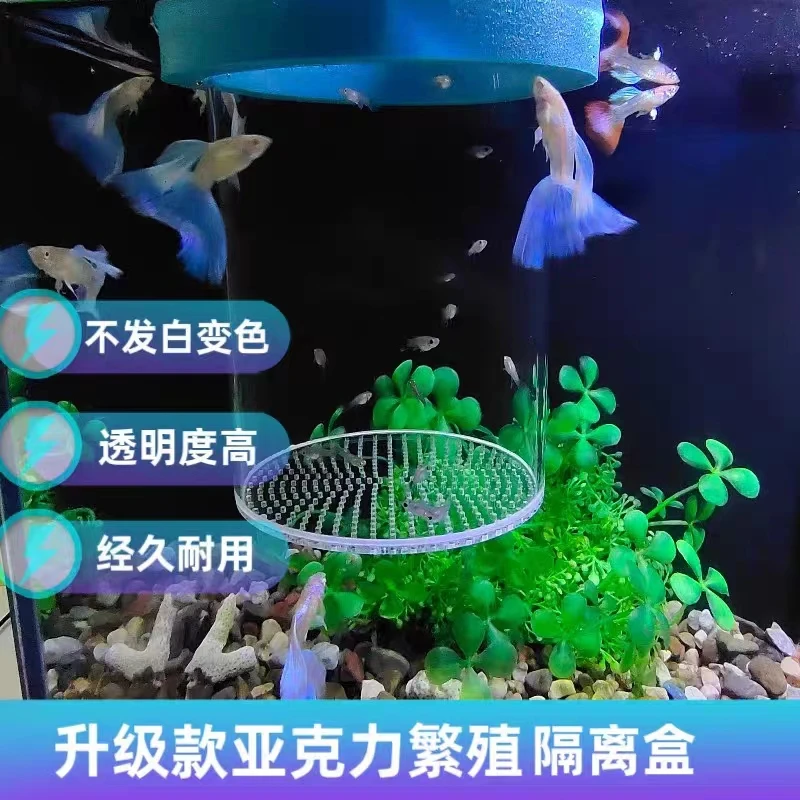 亚克力孔雀鱼繁殖隔离盒鱼缸漂浮孵化器小鱼产房