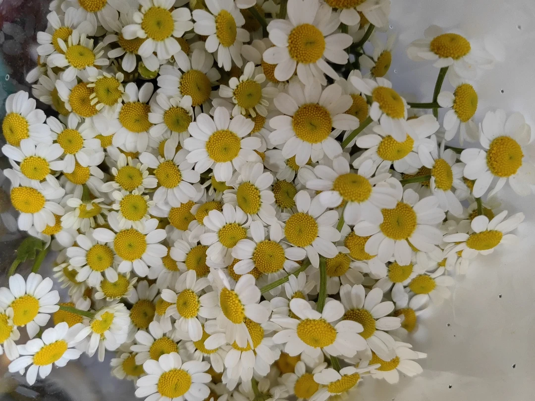 洋甘菊5支一束家居花办公室瓶插花