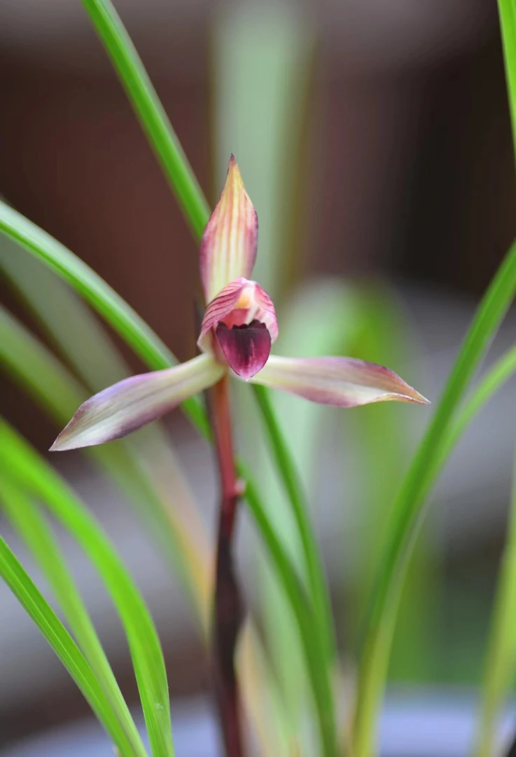 正品国兰春兰 一物一拍 售后三个月 终身包对版