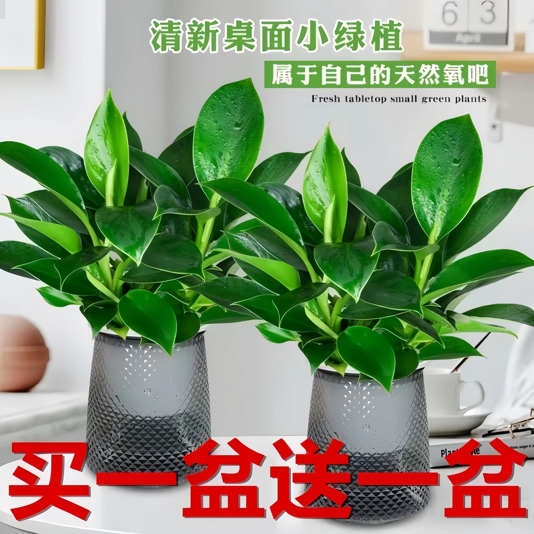 绿公主盆栽招财植物金钻办公室内好养四季常青吸甲醛花卉桌面绿植