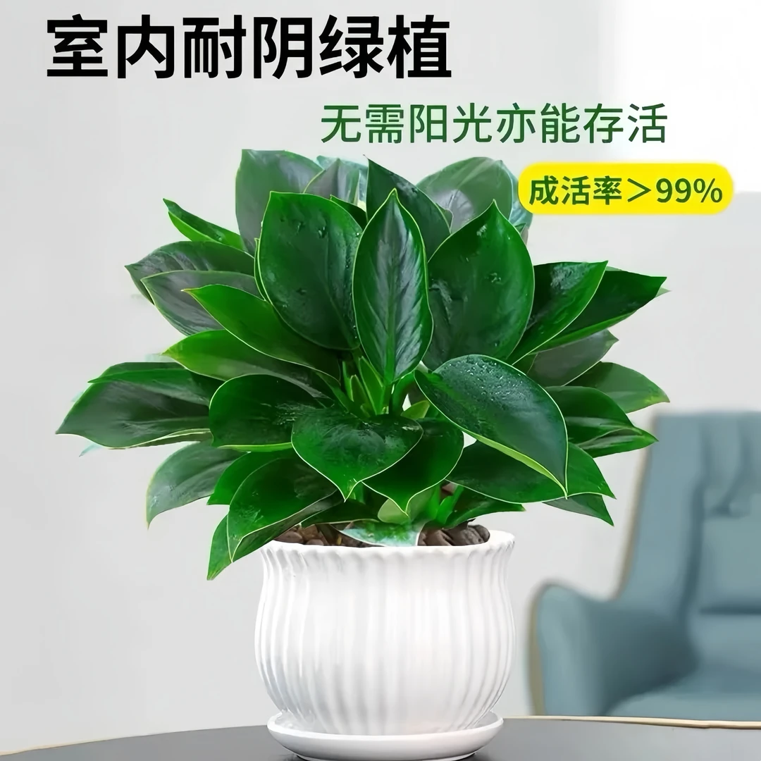 绿公主大叶金钻盆栽吸毒王四季常青室内吸甲醛桌面绿植花卉防辐射