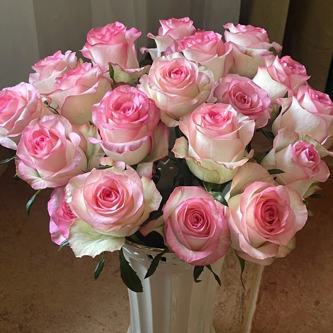 艾莎玫瑰一扎，不愧是铁头公主