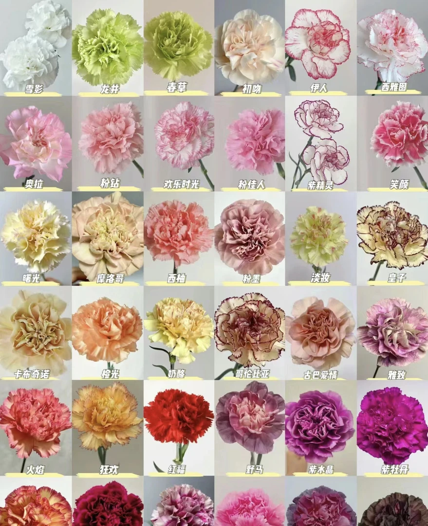 康乃馨1扎，超长花期，易养活