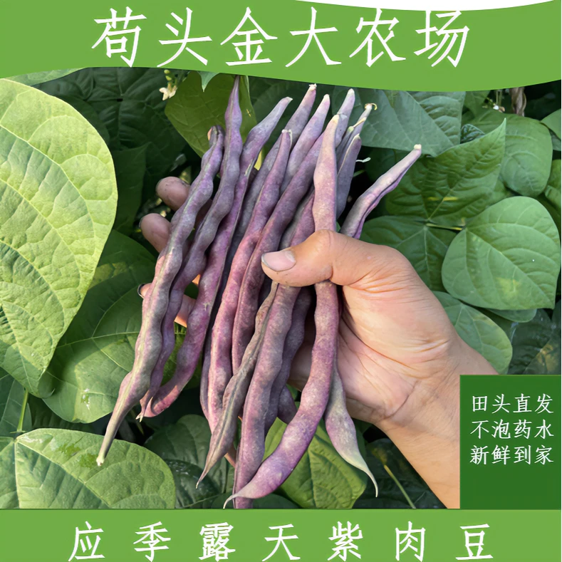 【紫肉豆】自然熟大紫袍紫色四季豆芸豆大紫袍香甜3/5斤