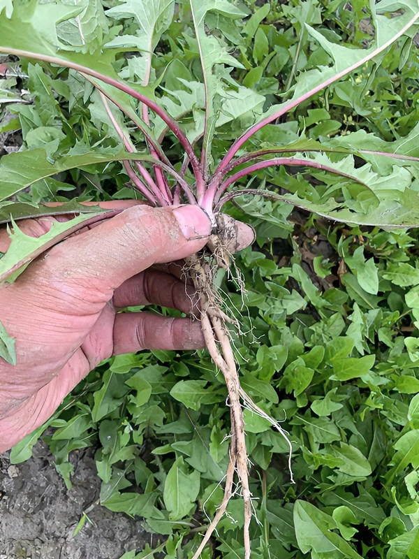 【野生蒲公英】蒲公英带根新鲜蔬菜现采现发2/3斤