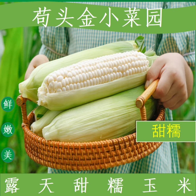 【白甜糯】四川露天爆浆甜宝白玉米嫩玉米带皮发货
