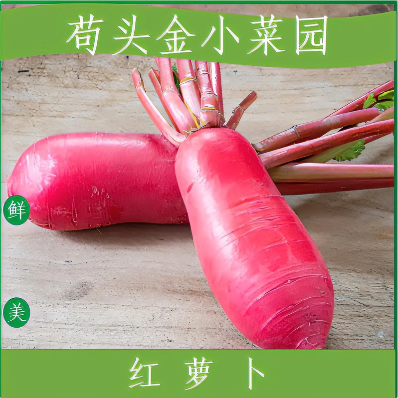 【红皮泡菜萝卜】红皮白肉萝卜3斤/5斤泡菜萝卜