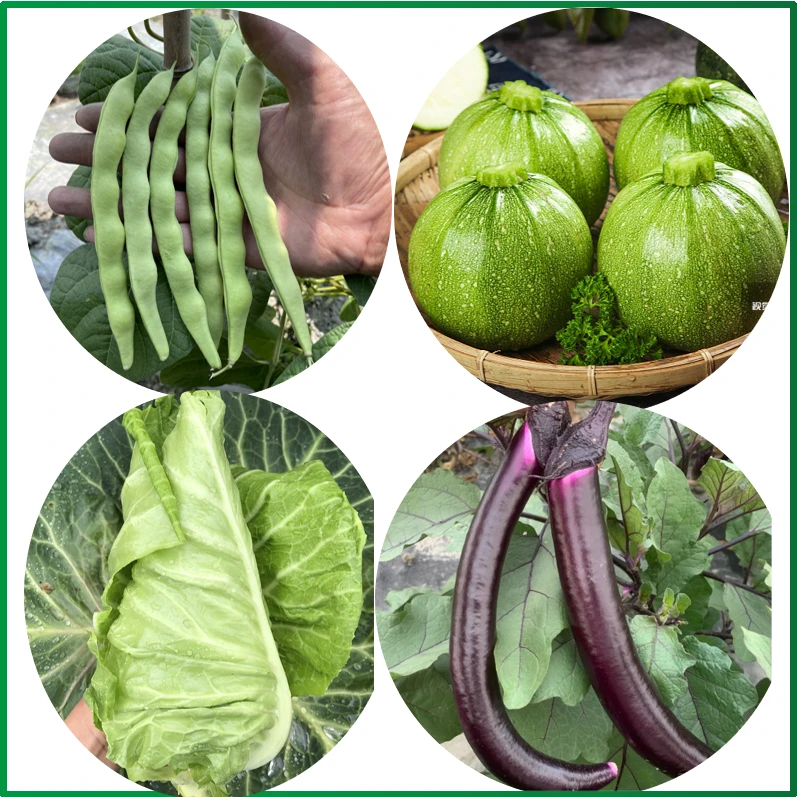 【组合套餐】肉豆茄子南瓜牛心菜5斤