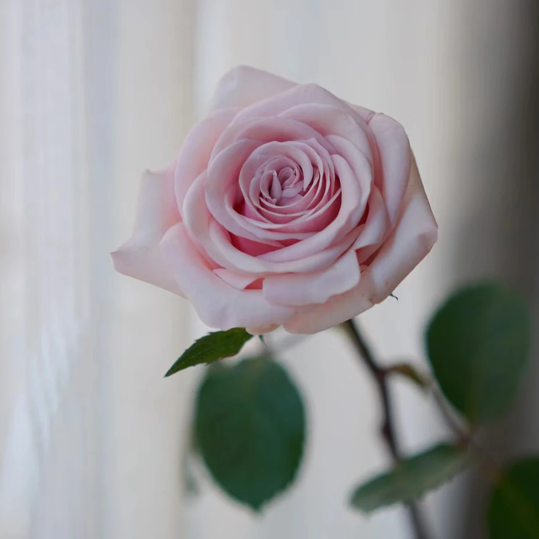 【椿槿花卉】姆奇娅小姐玫瑰清新淡雅的粉色 可开到露花蕊 云南直发