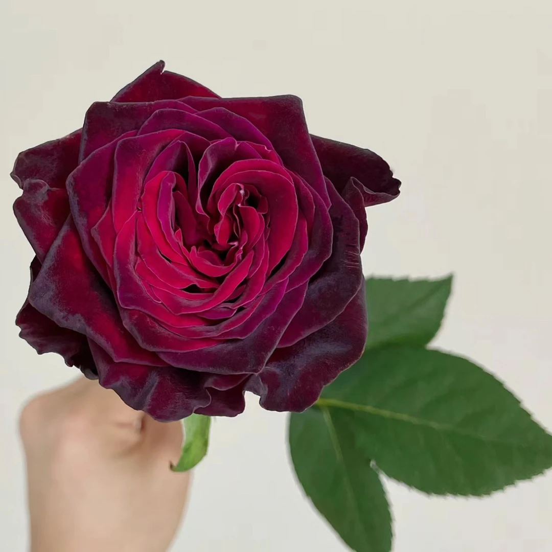 【椿槿花卉】黑巴克玫瑰 暗黑系列丝绒玫瑰 云南鲜花直发