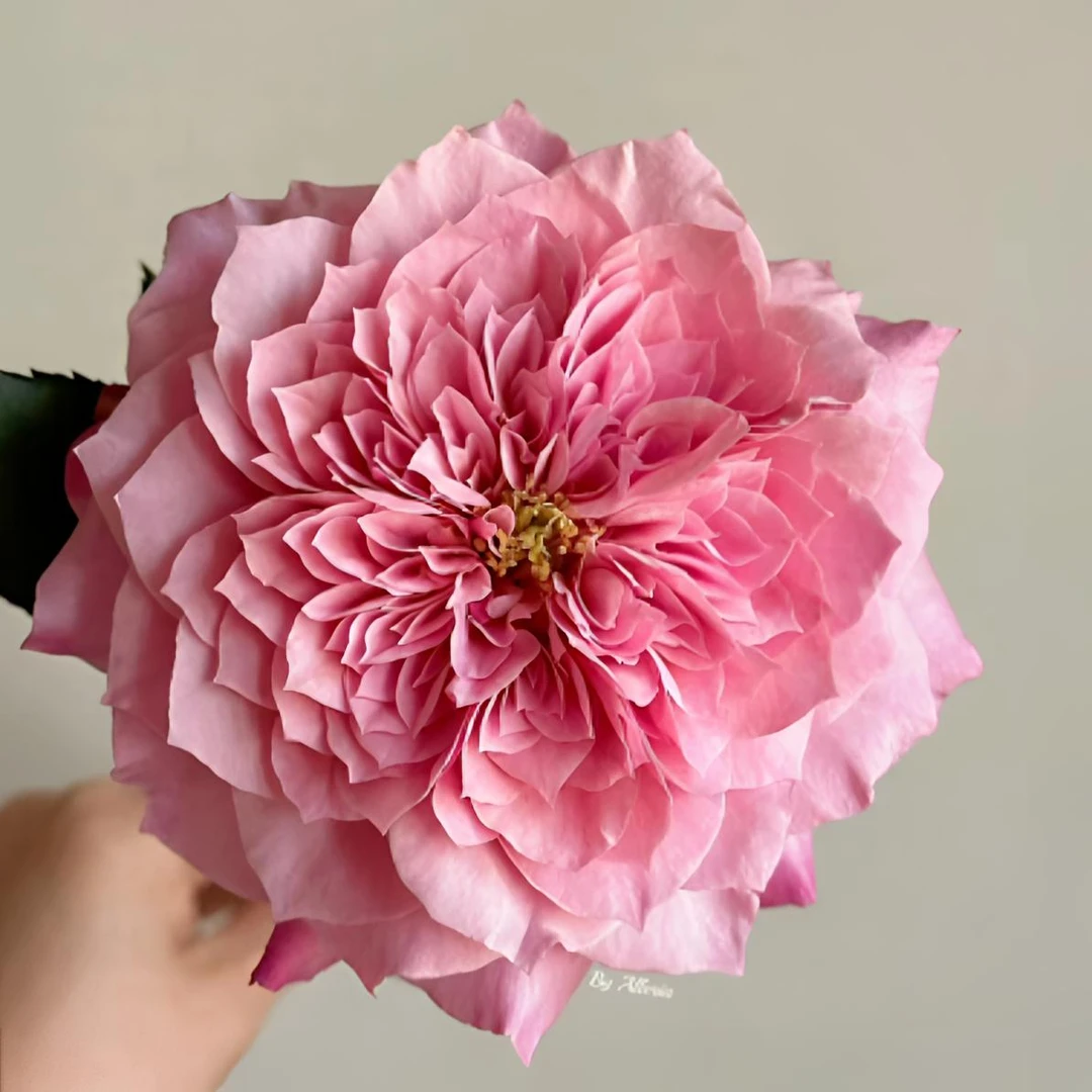 【椿槿花卉】雅致皇后 甜腻又不失温柔 花型层次丰富 云南鲜花直发