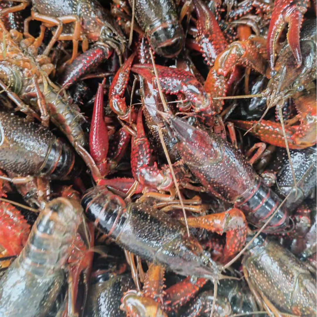 5斤【中红5-6钱】鲜活小龙虾死亡10%以上的包赔  鲜活发货