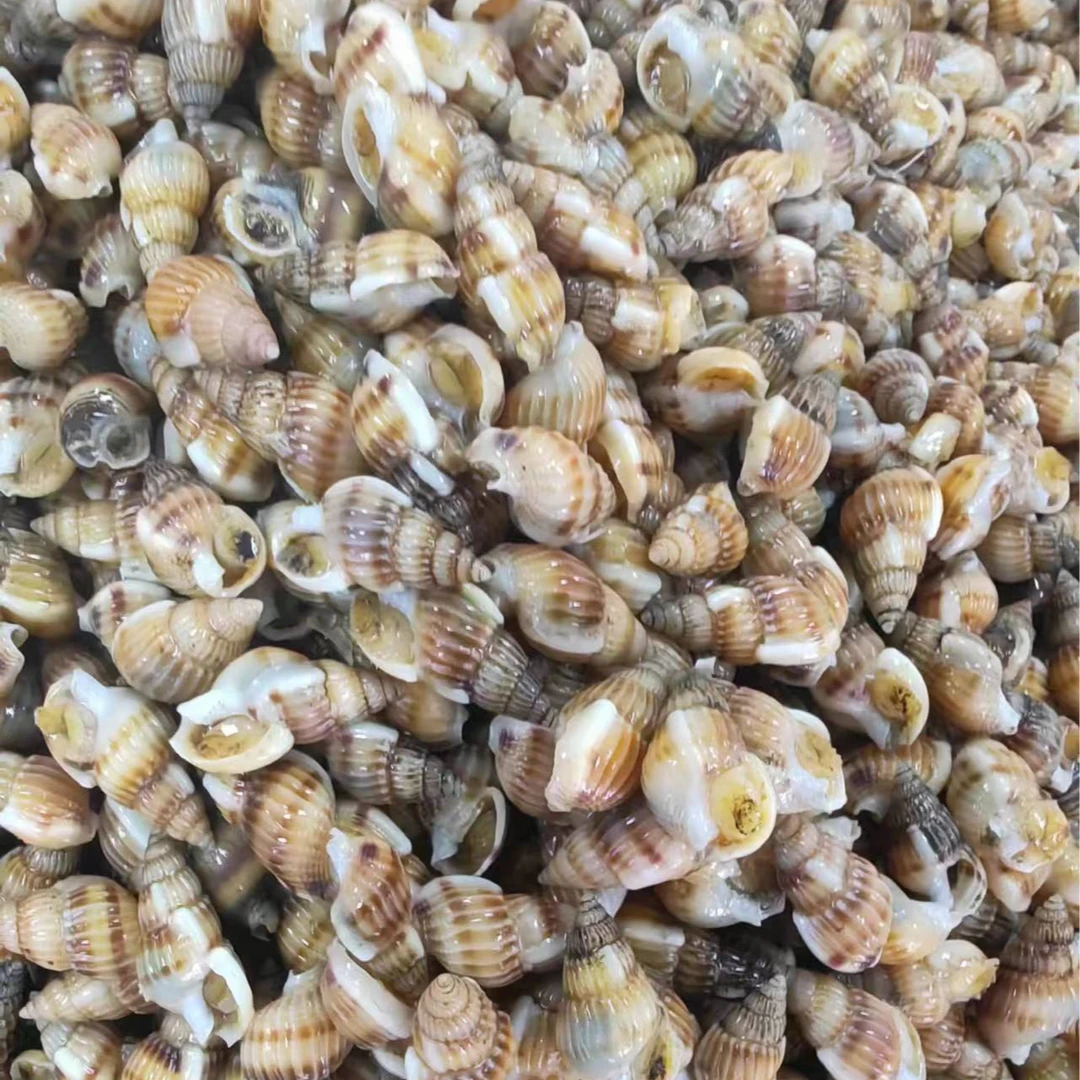 海锥  小海螺丝  海瓜子  保鲜不包活无泥无沙  嫌小勿拍 顺丰