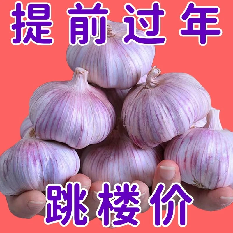 金乡紫皮大蒜新干蒜子新鲜红皮大蒜头优质干蒜食用蒜100g