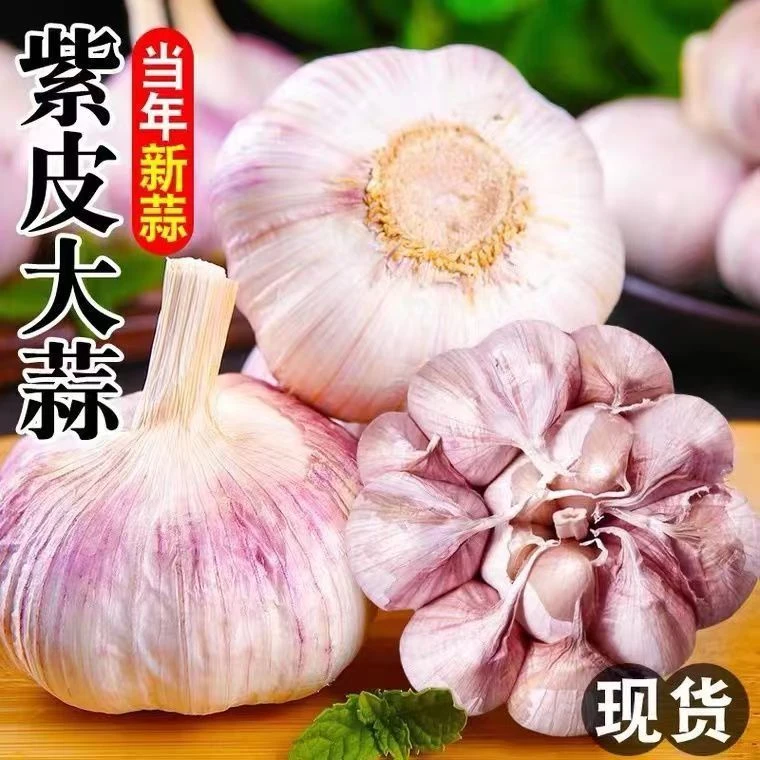 山东紫皮白皮大蒜正宗大蒜新干蒜头5斤2500g整箱鲜香辣味