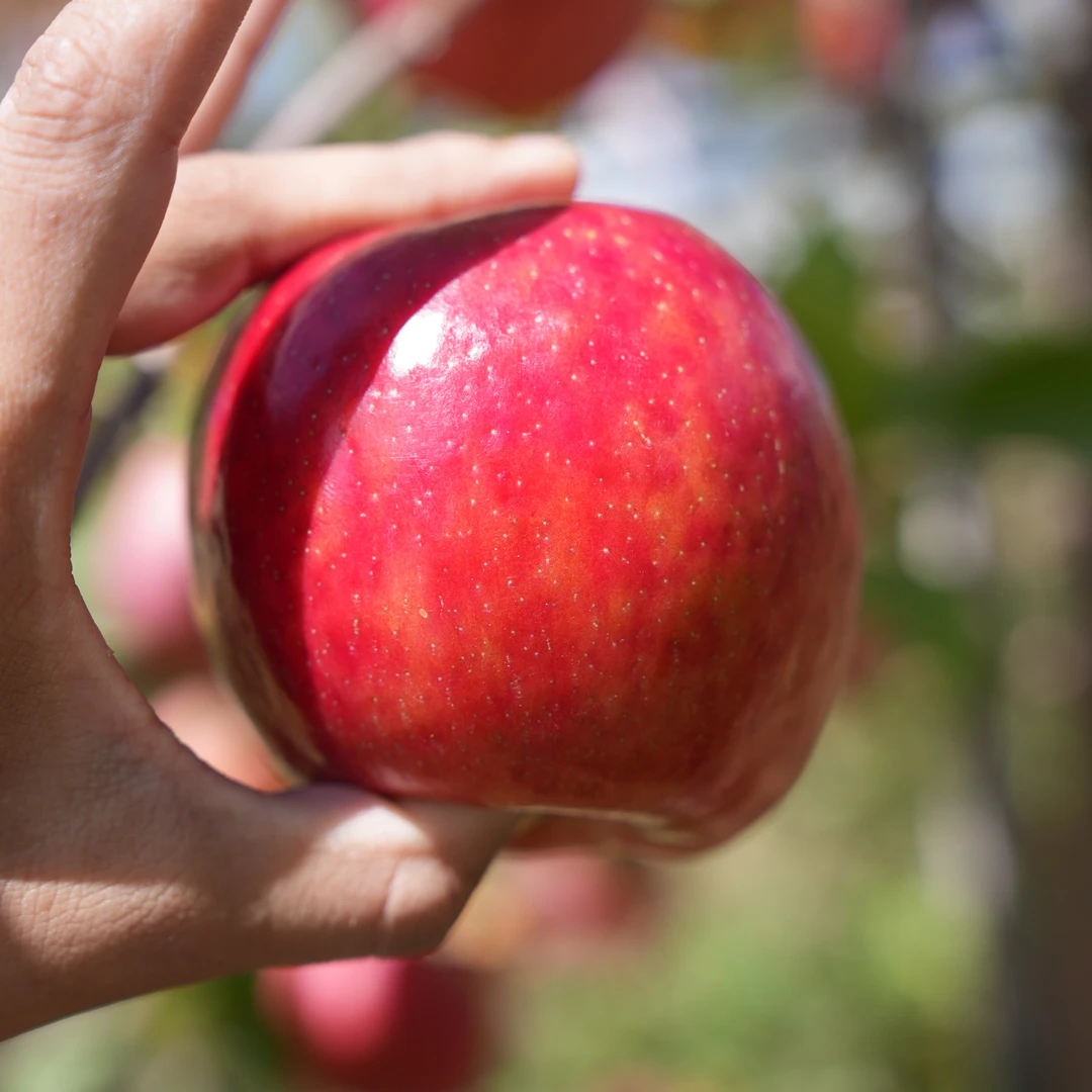 西藏高原秦脆苹果5斤（送半斤）果径65到75 脆甜可口 新鲜采摘