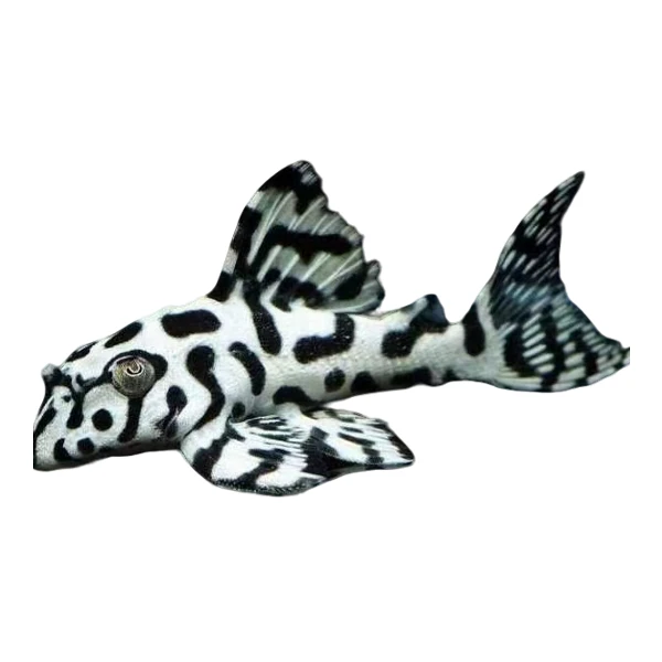 鱼掌柜拍品付款专用链接 异型鱼 工具鱼 清道夫 包邮包损